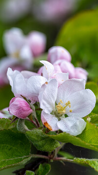 Zroszone kwiaty jabłoni