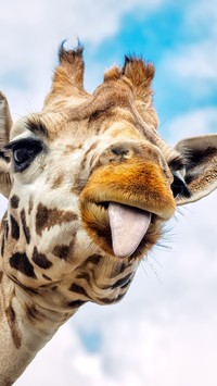 Żyrafa pokazuje język