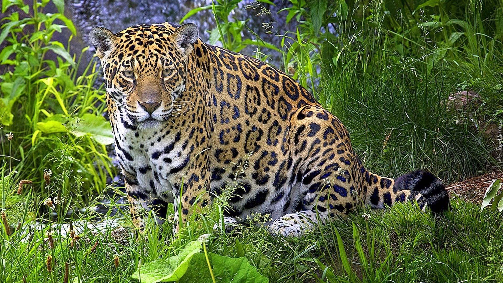 Jaguar, Trawa