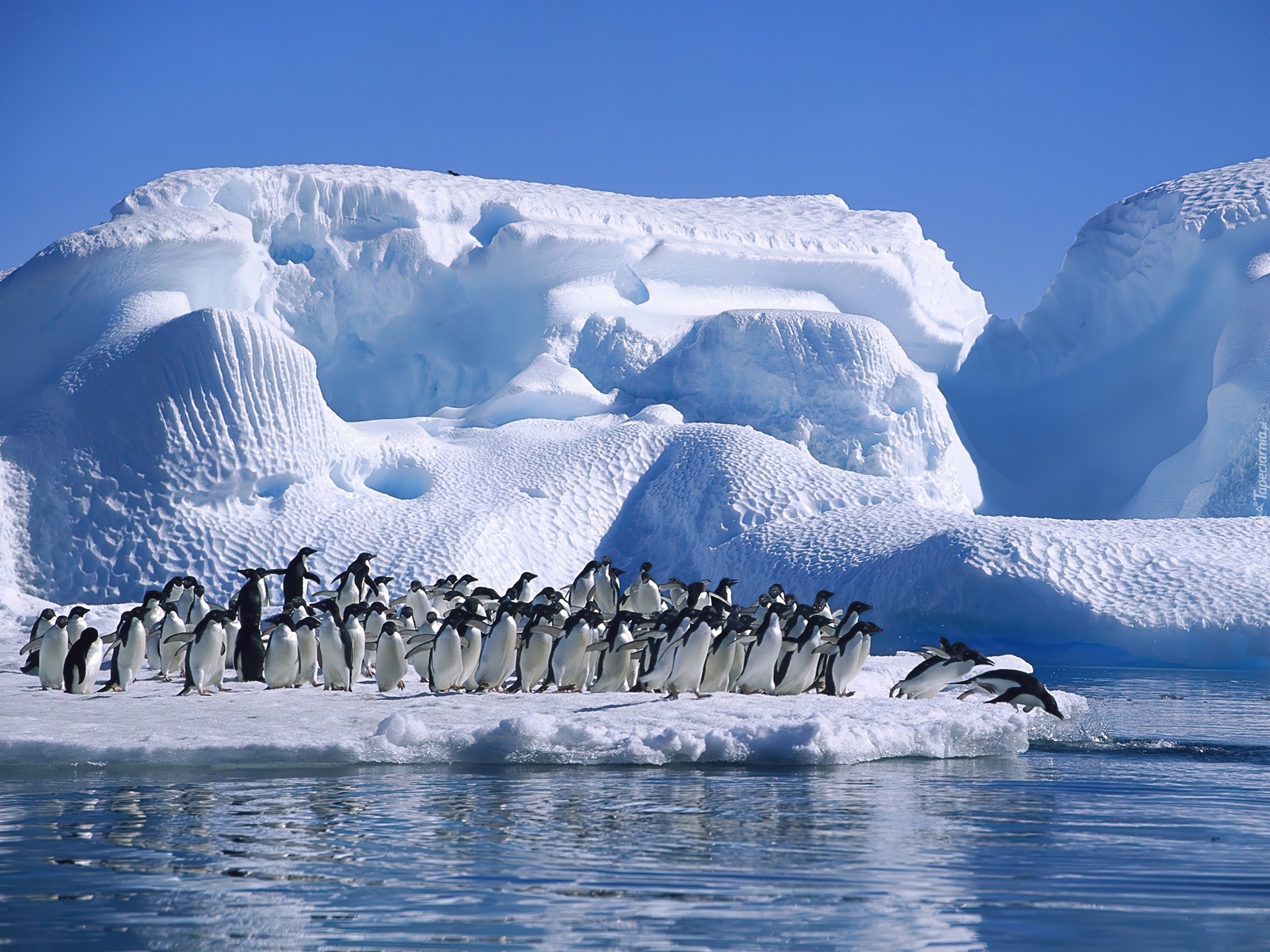 Pingwiny, Góra, Lodowa, Ocean