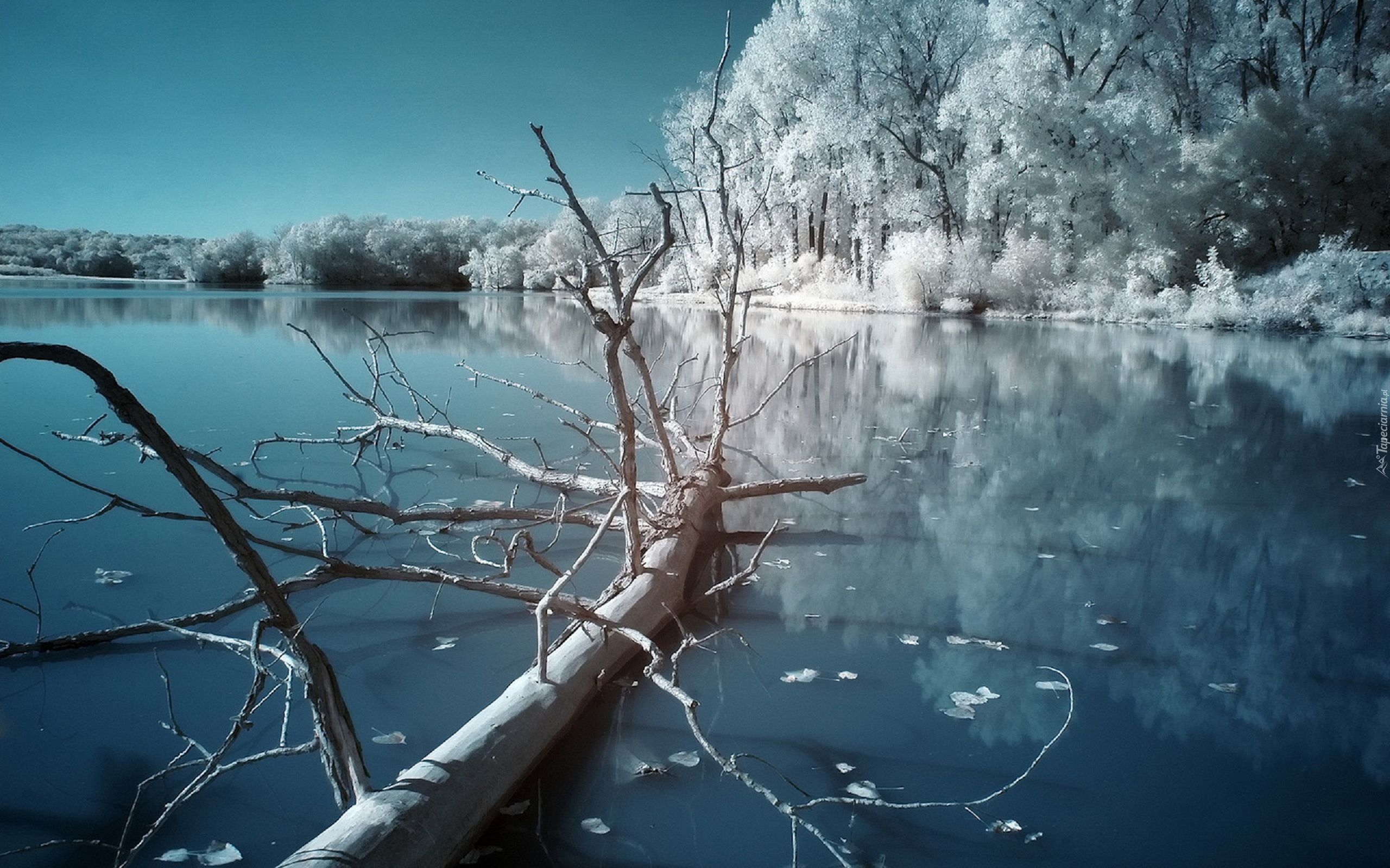 Zima, Jezioro, Powalone, Drzewo
