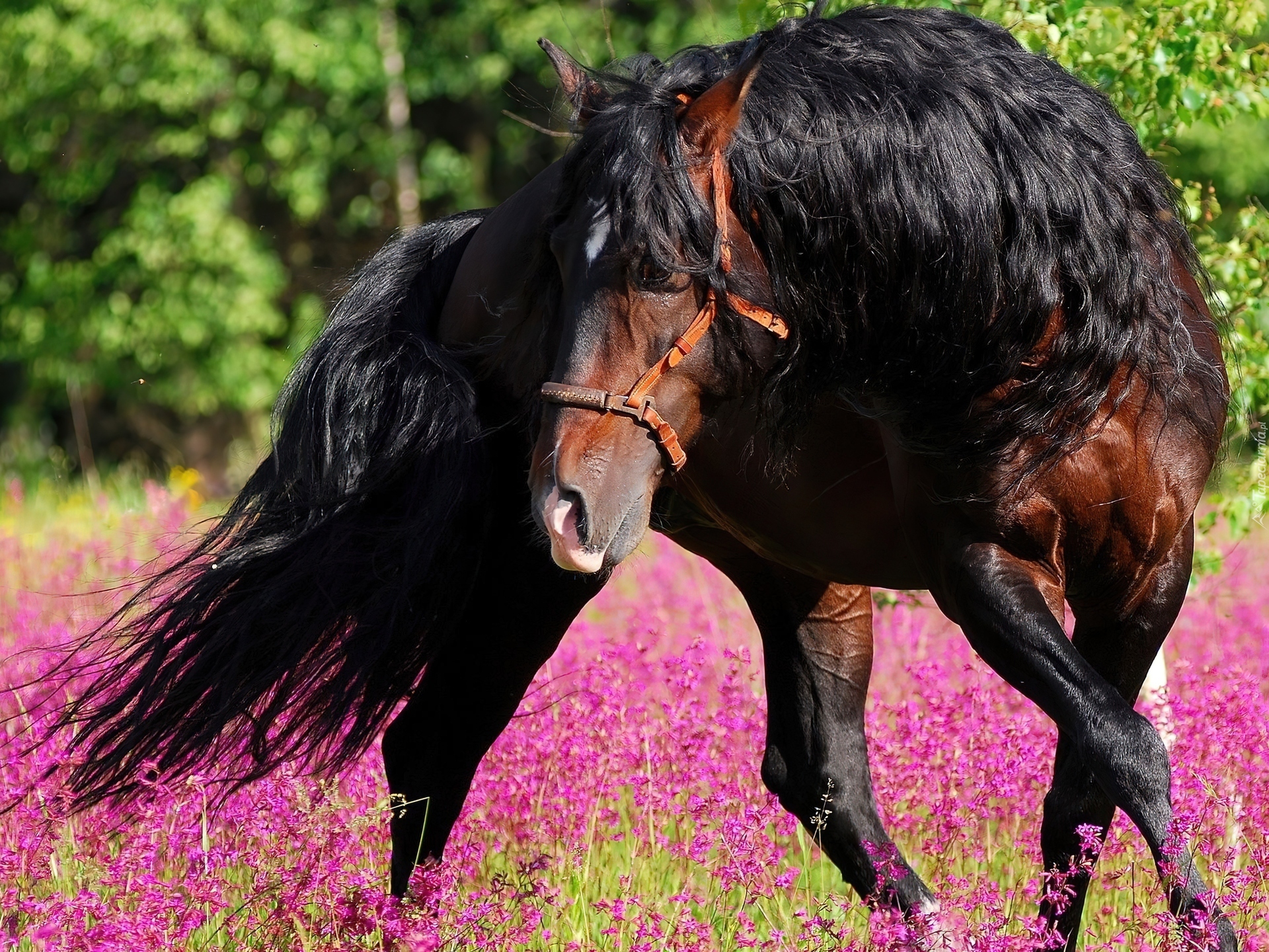 Koń, Łąka, Kwiaty