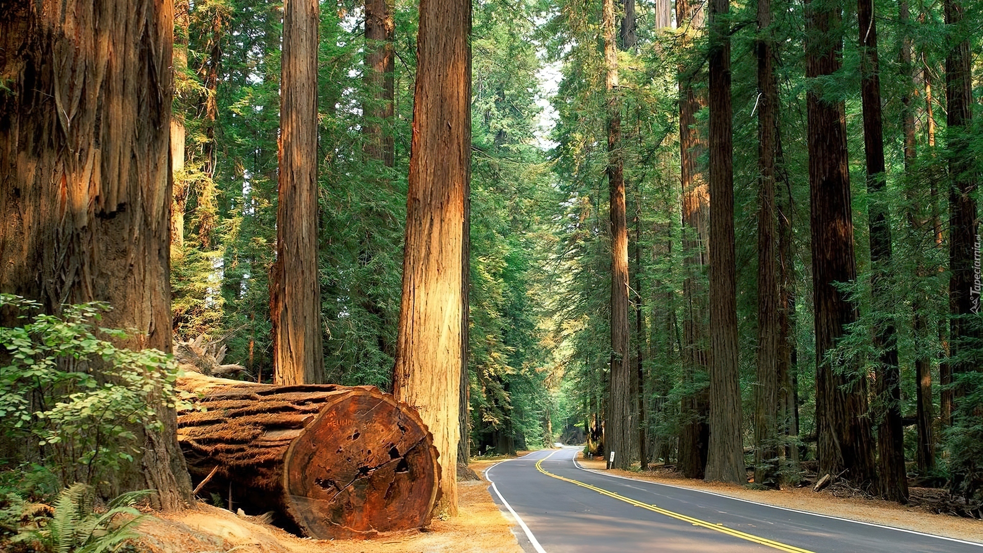 Stany Zjednoczone, Stan Kalifornia, Park miejski Humboldt Redwoods State Park, Drzewa, Sekwoje, Droga, Pnie