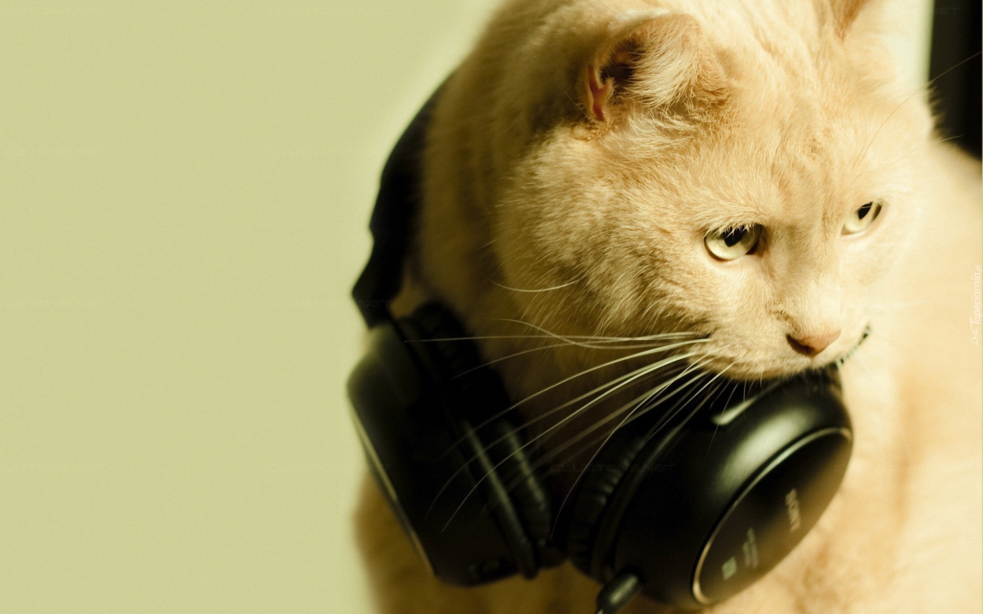 Kot, Muzyka, Słuchawki