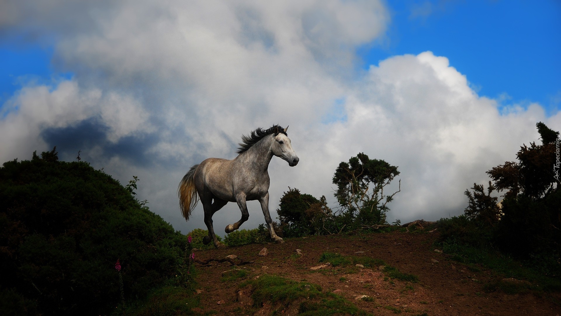 Koń, Siwek, Chmury, Pagórek