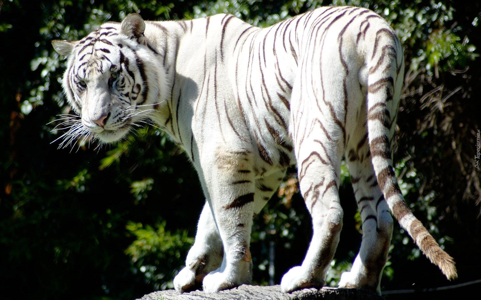 Biały, Tygrys, Skała