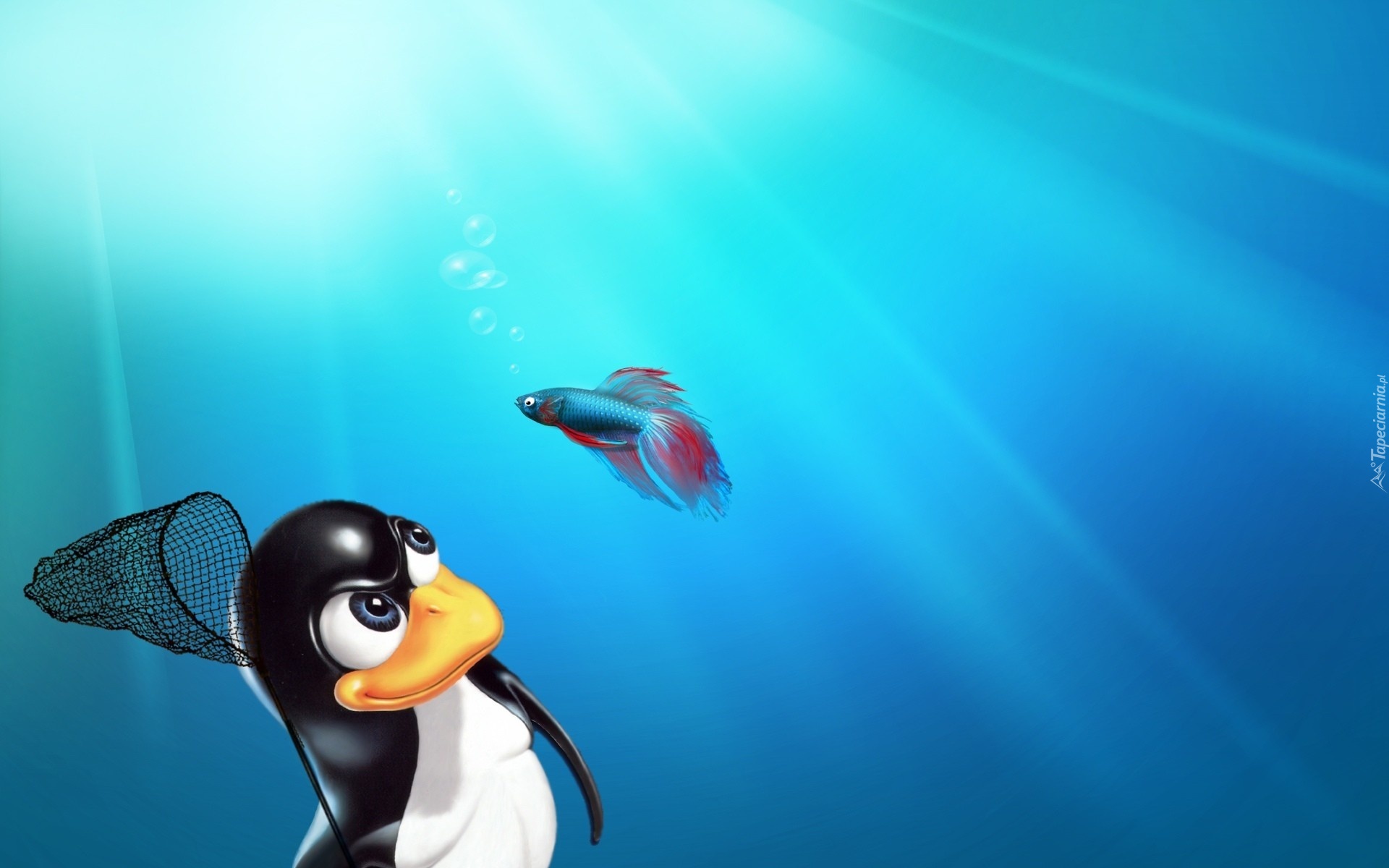 Pingwin, Ryba, Bojownik, Linux