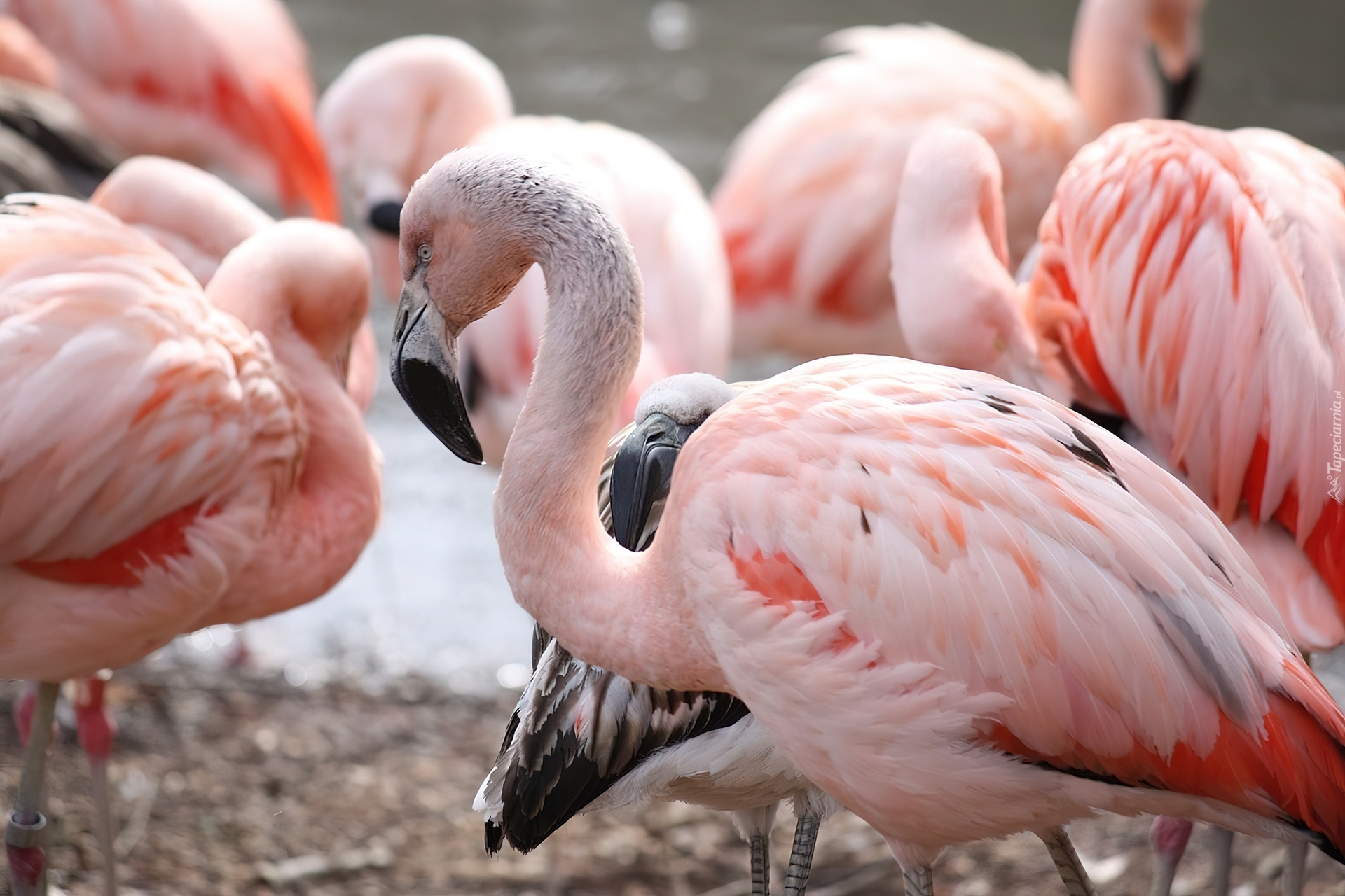 Ptaki, Flamingi Chilijskie, Stado