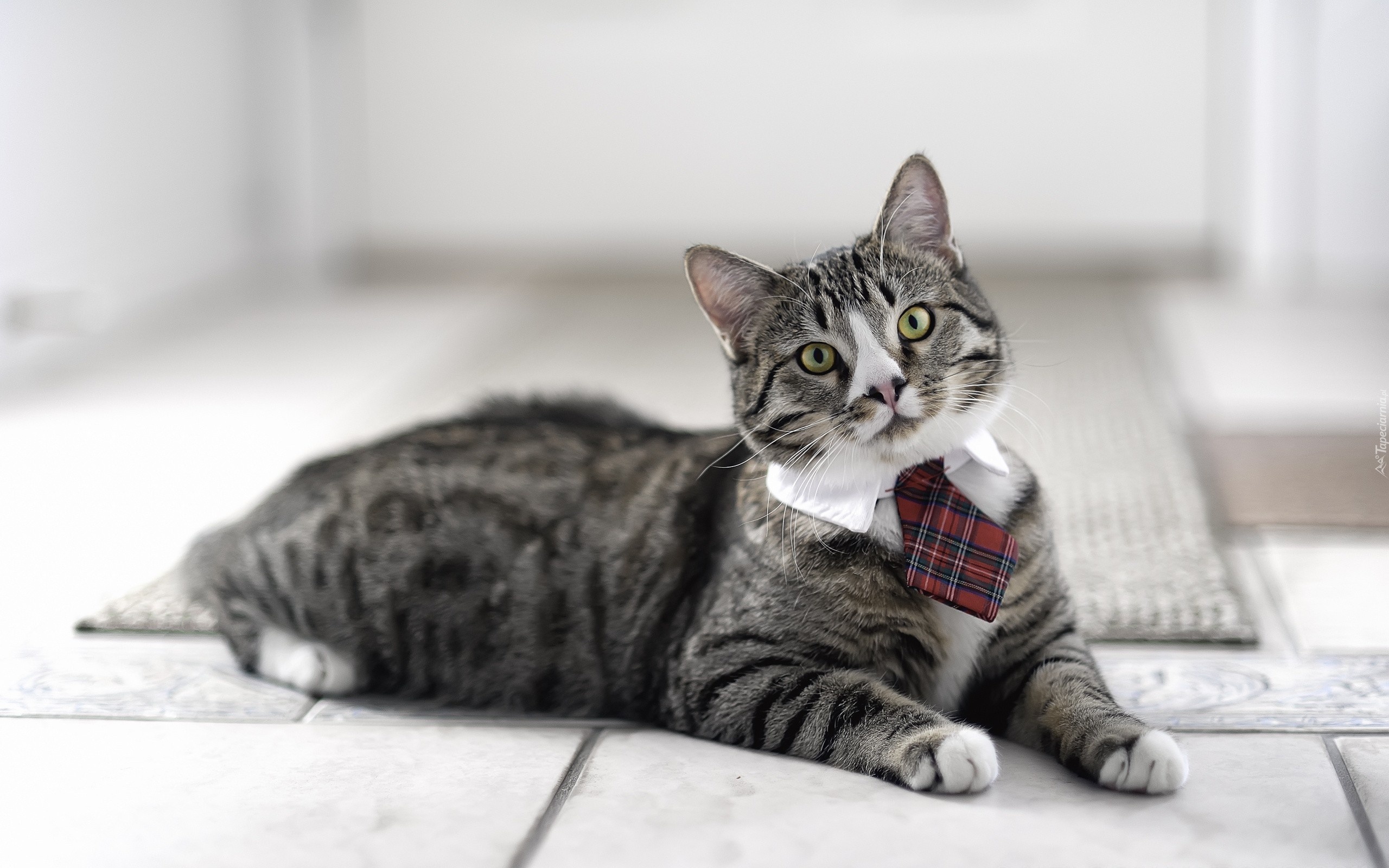 Kot, Krawat