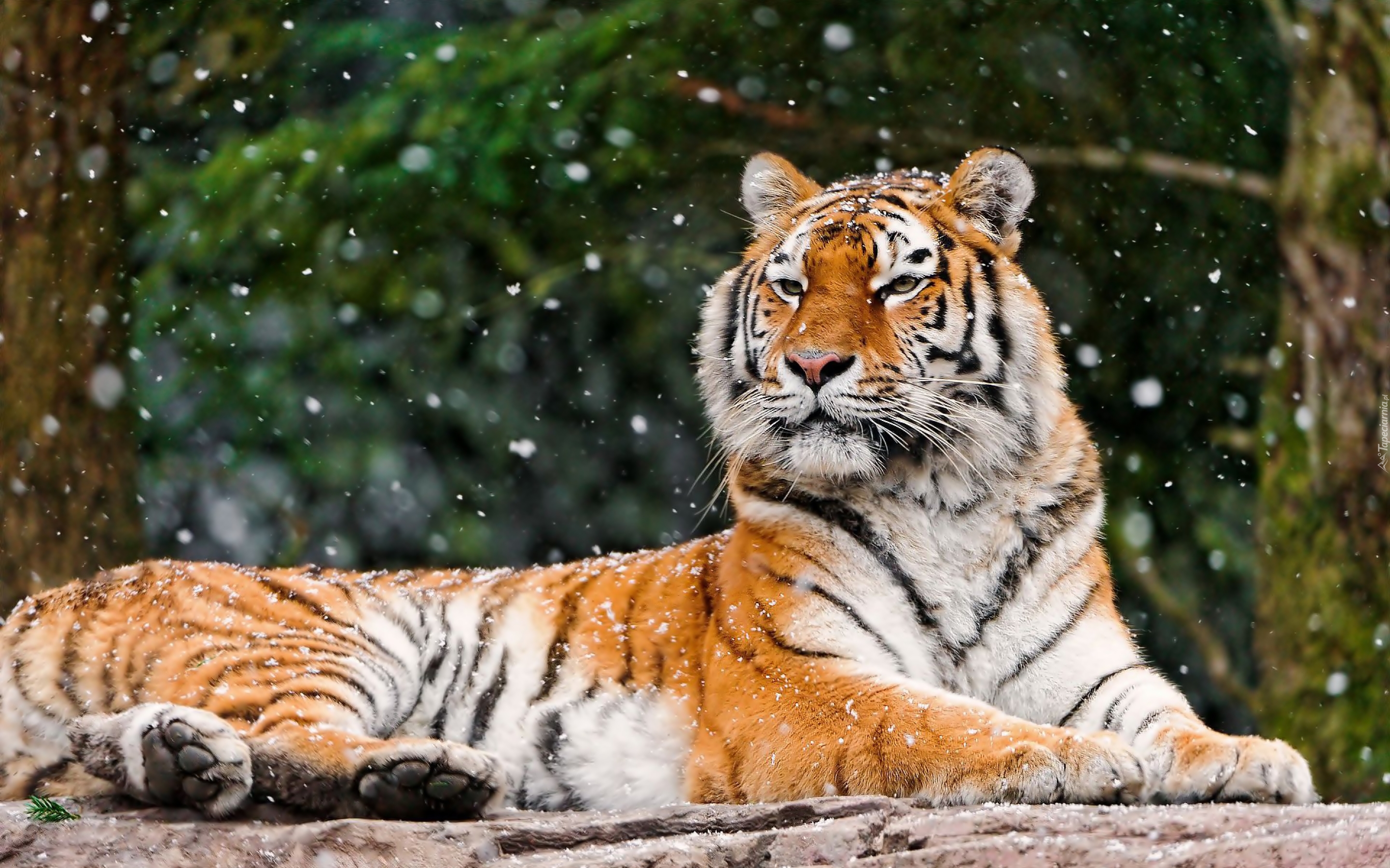 Tygrys, Płatki, Śniegu