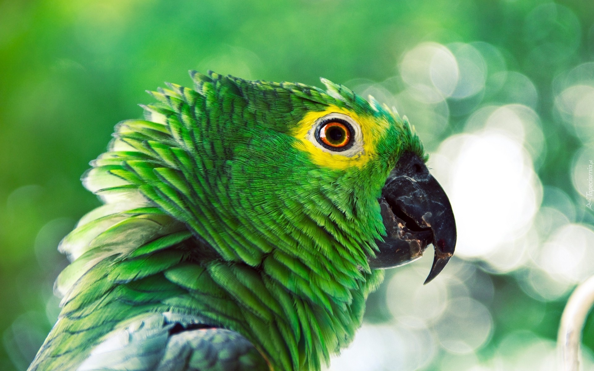 Papuga, Amazonka wenezuelska