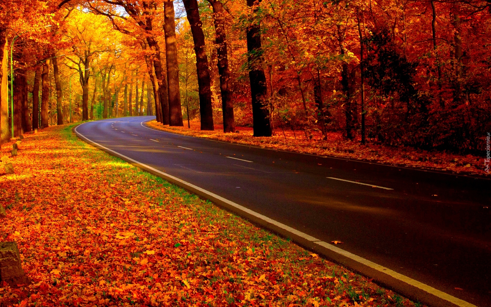Droga, Las, Kolorowe, Liście, Jesień