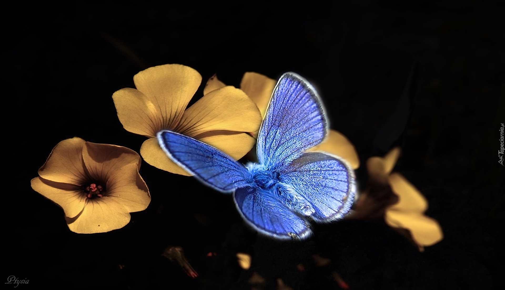 Niebieski, Motyl modraszek, Żółte, Kwiatki