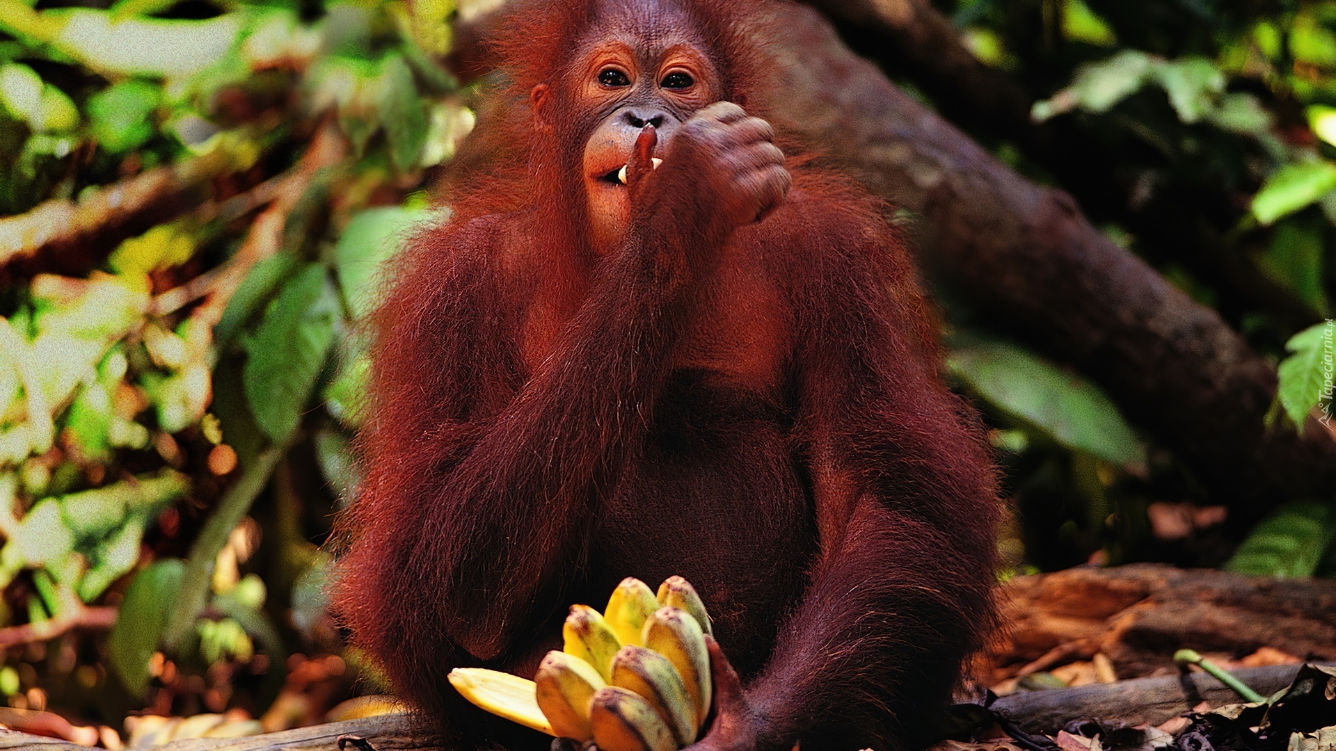Małpa, Orangutan, Banany