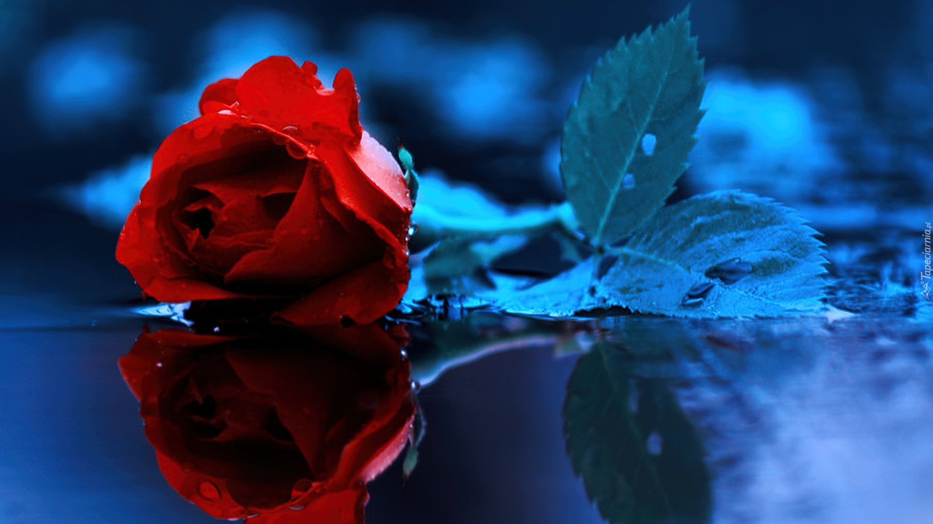 Róża, Niebieskie, Tło
