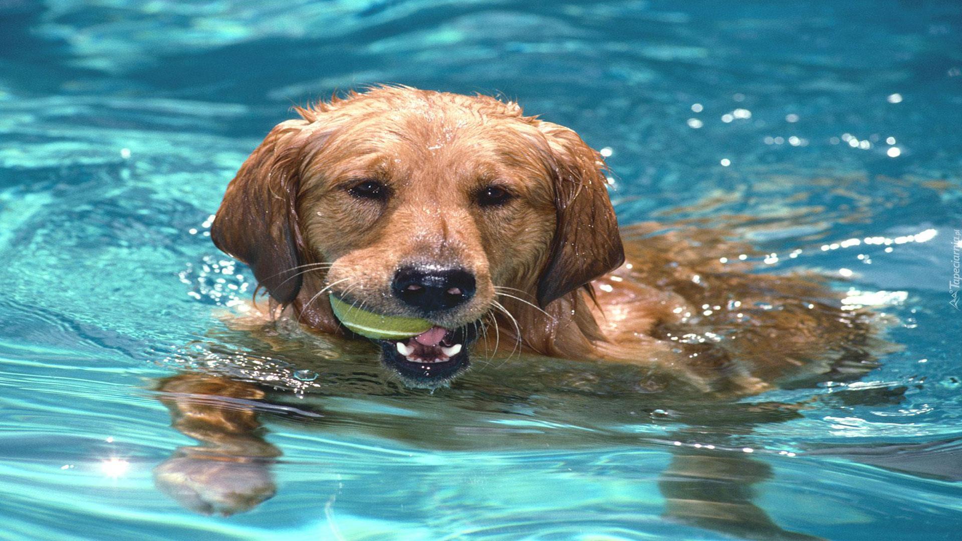 Basen, Pływający, Aportujący, Pies
