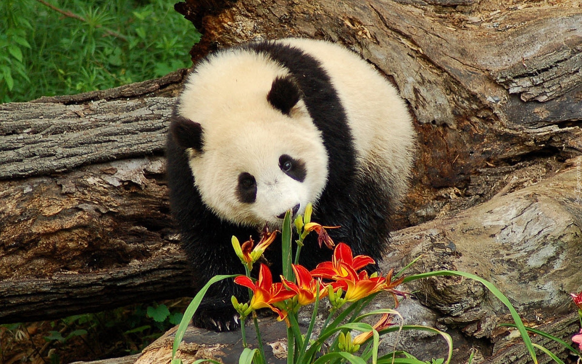 Miś, Panda, Kwiaty