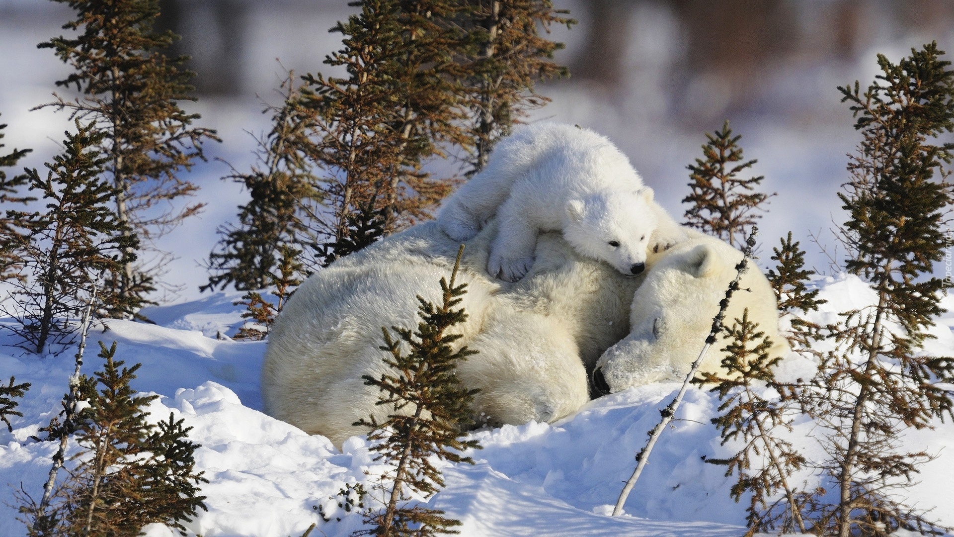 Śnieg, Niedźwiedzie, Polarne