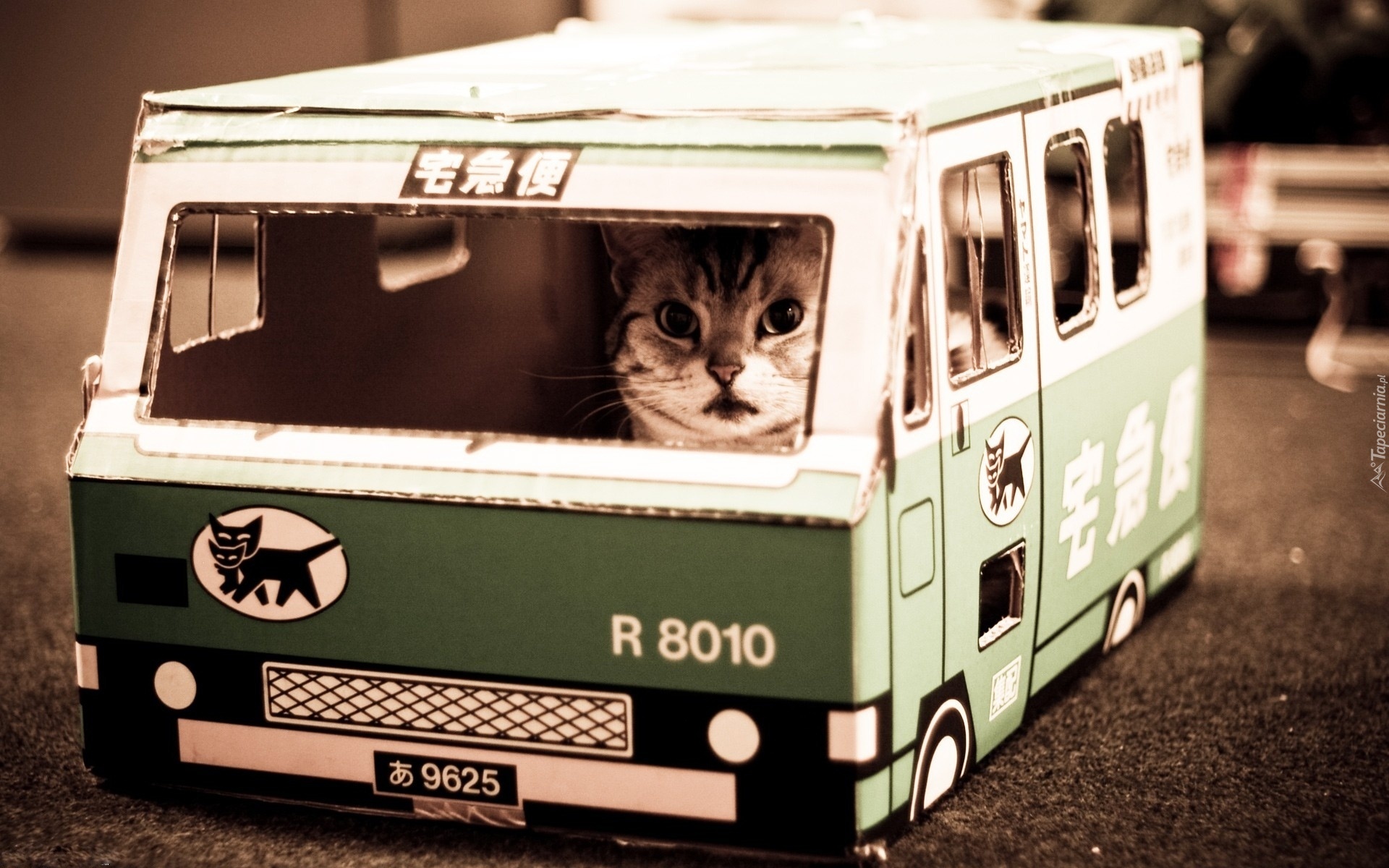 Kot, Autobus