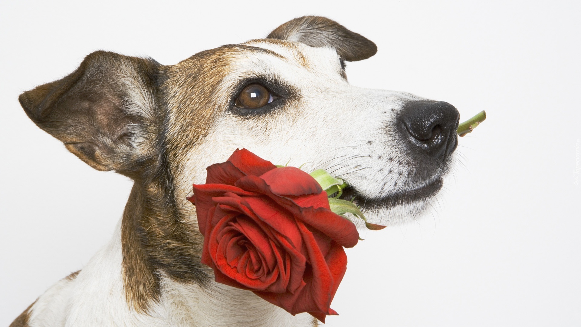 Pies, Róża, Mordka