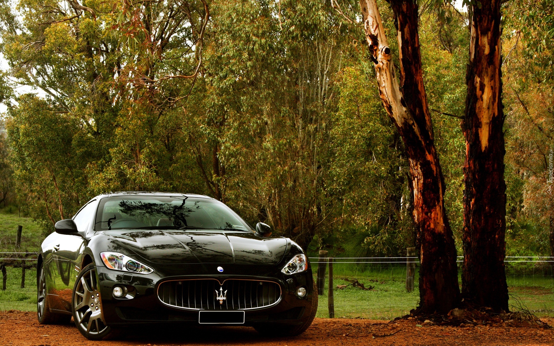 Maserati Gran Turismo, Drzewa