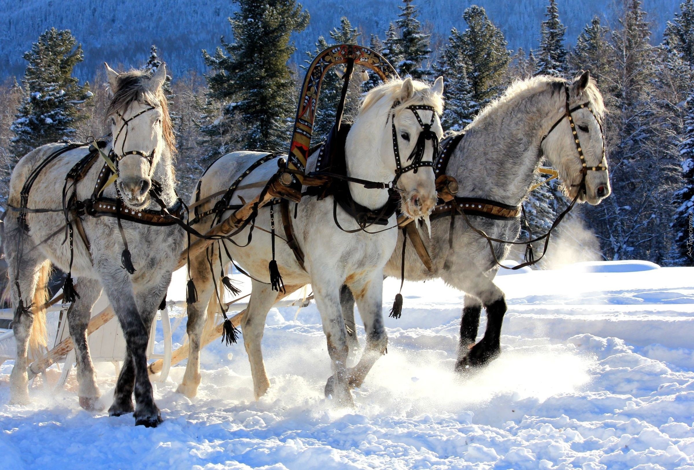 Zima, Śnieg, Konie, Zaprzęg