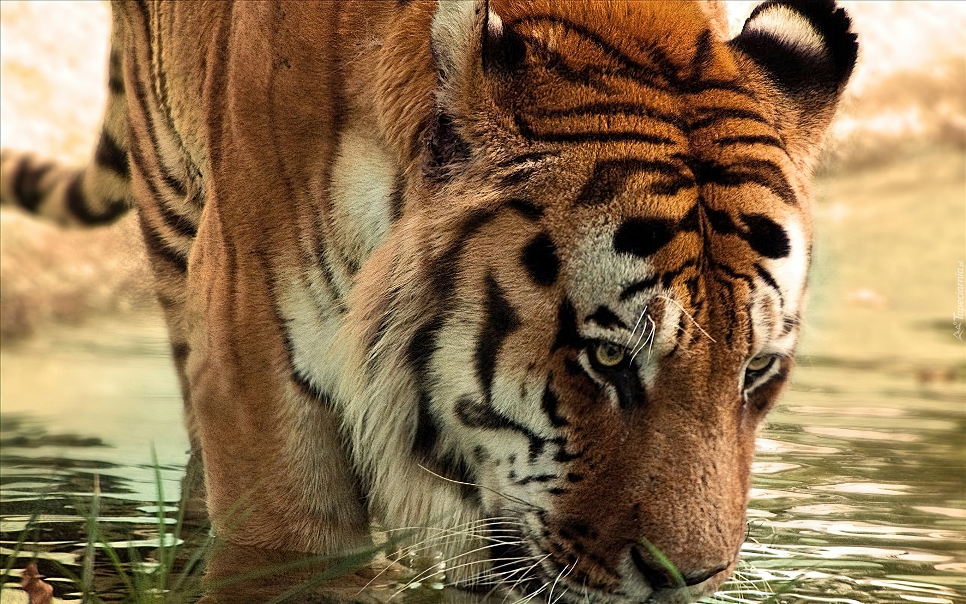 Tygrys, Pijący, Wodę