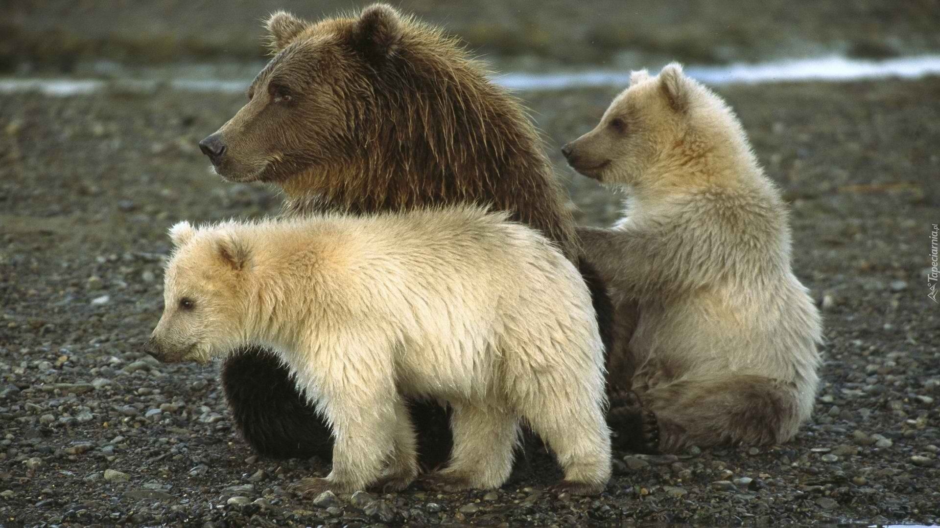 Niedźwiedzica, Niedźwiadki