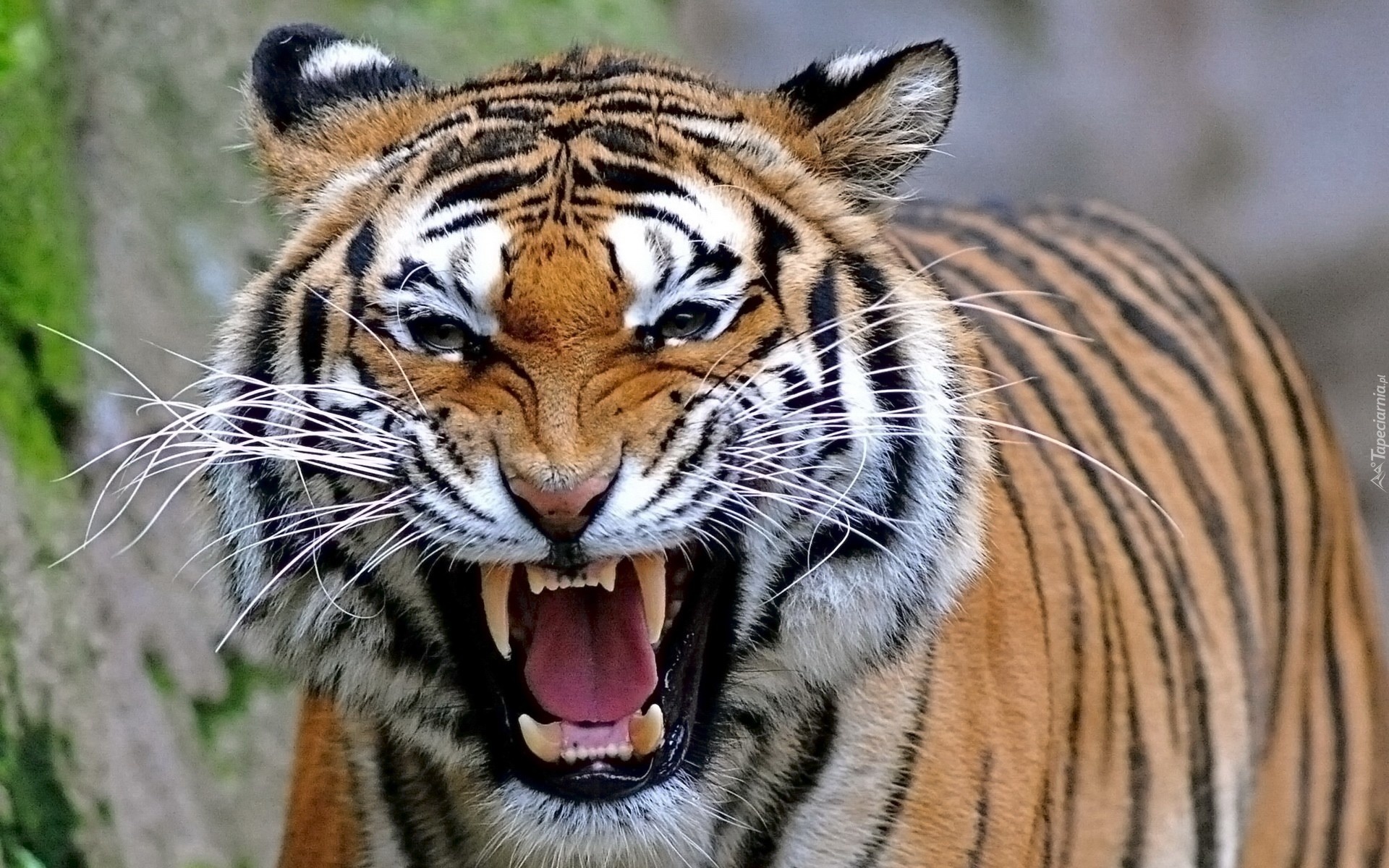 Groźny, Tygrys, Bengalski