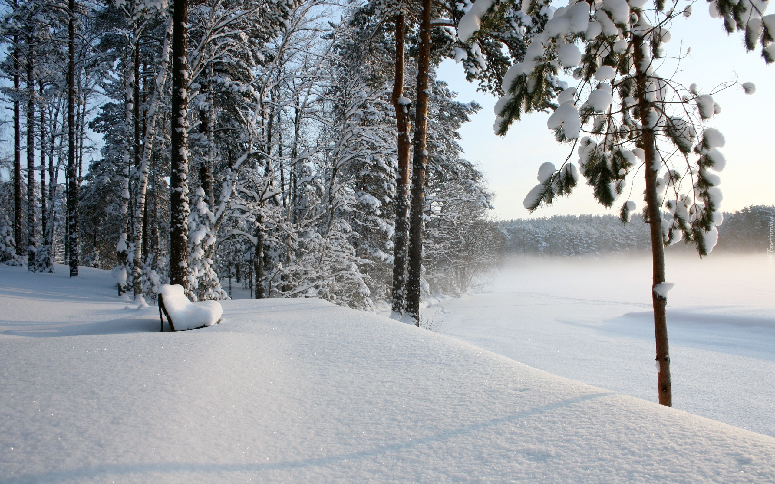 Las, Ławeczka, Śnieg