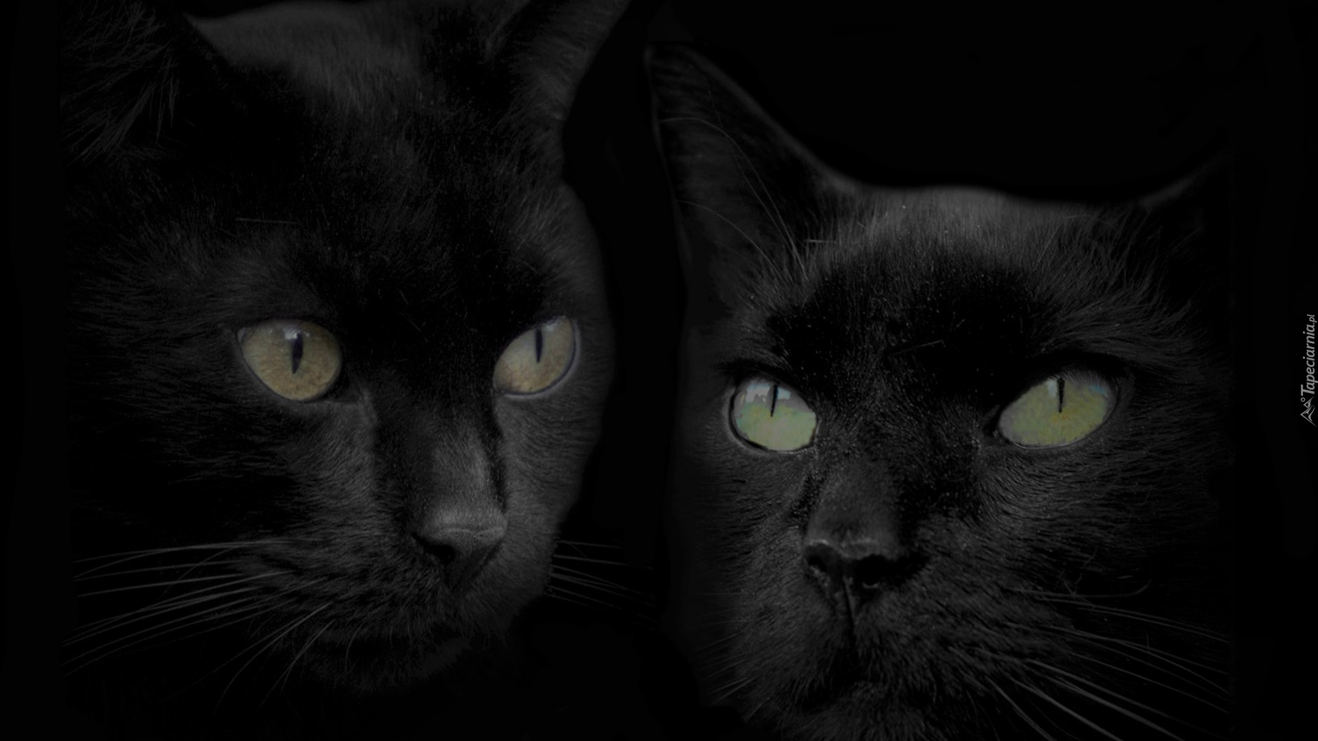 Czarne, Koty, Oczy