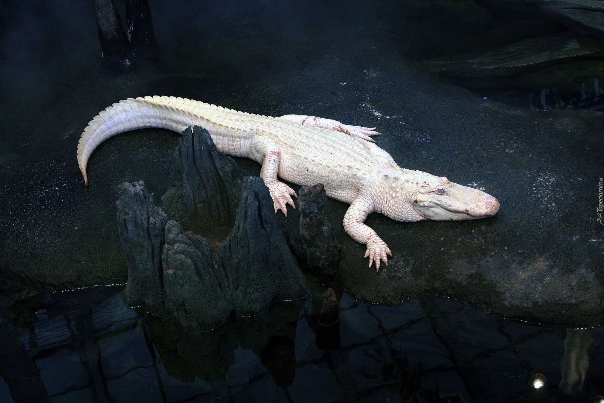 Biały, Krokodyl, Albinos