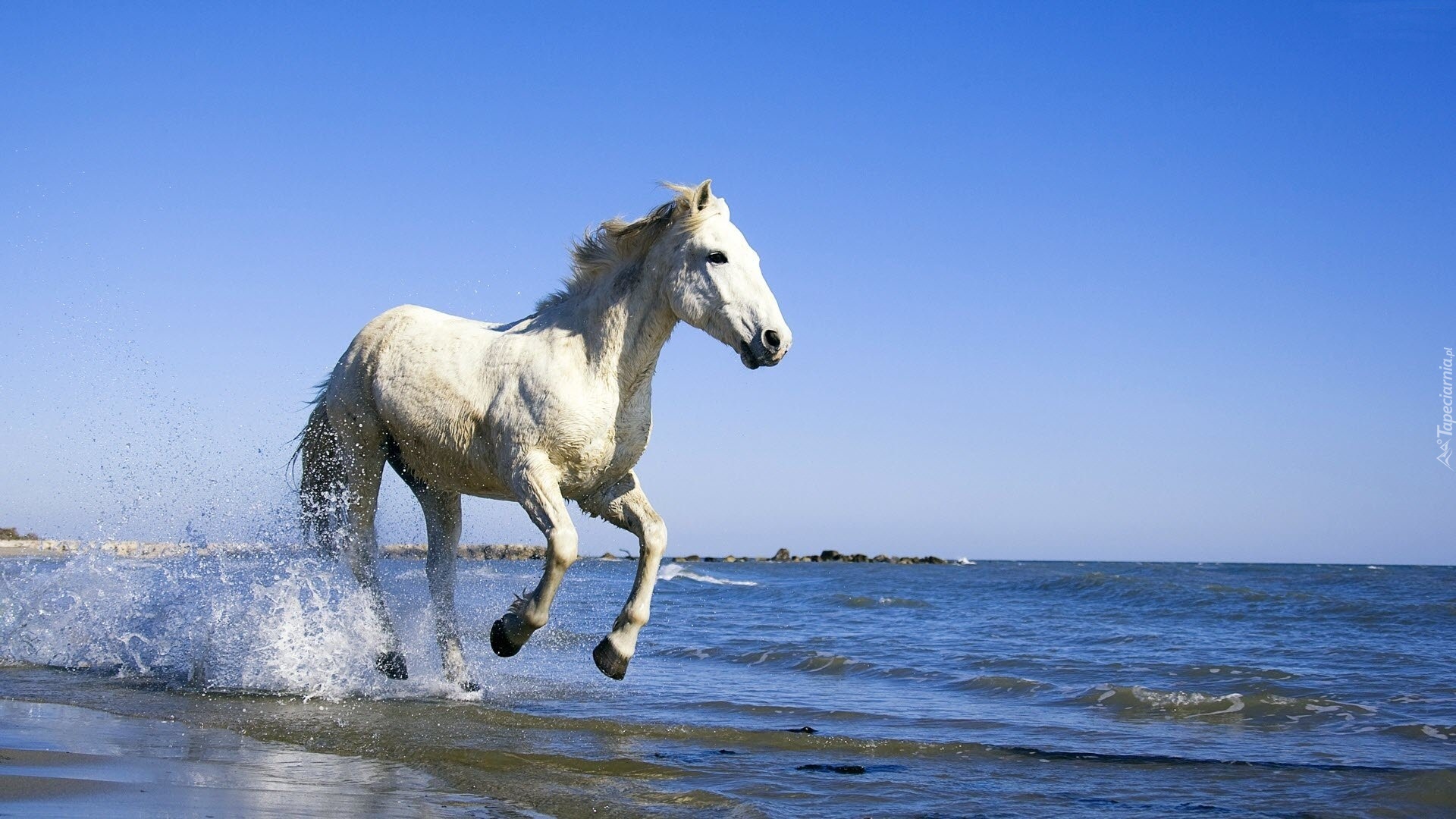 Biały, Koń, Kłus, Morze