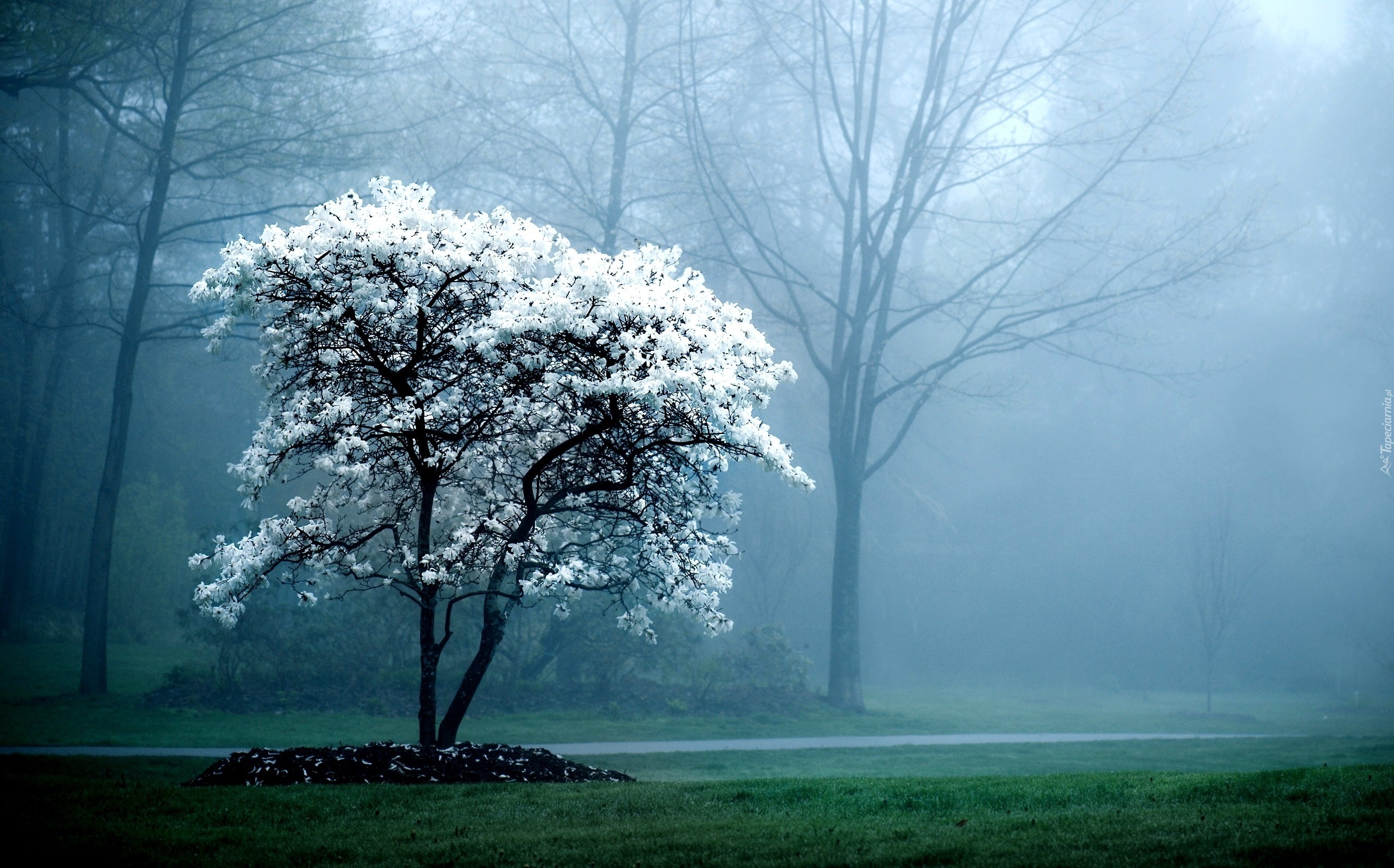 Mgła, Kwitnące, Drzewo
