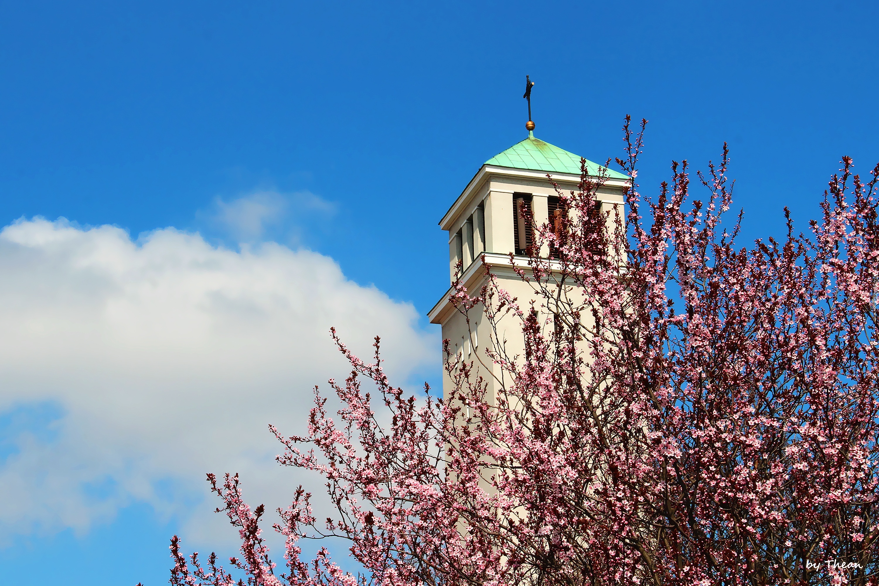 Wieża, Kościoła, Kwitnące, Drzewo