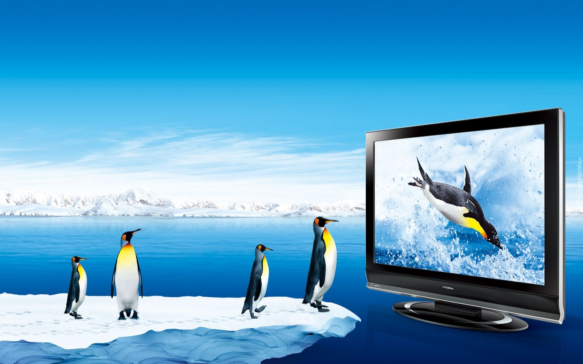 Pingwiny, Telewizor