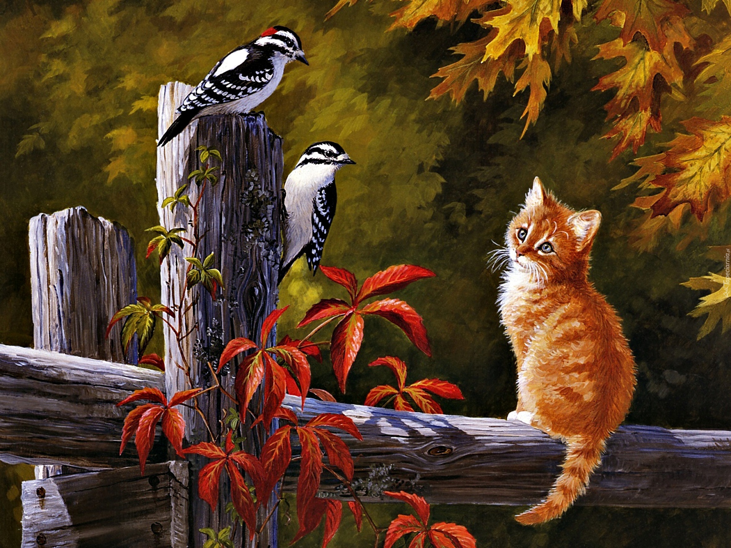 Obraz, Kotek, Ptaki, Płot, Persis Clayton Weirs