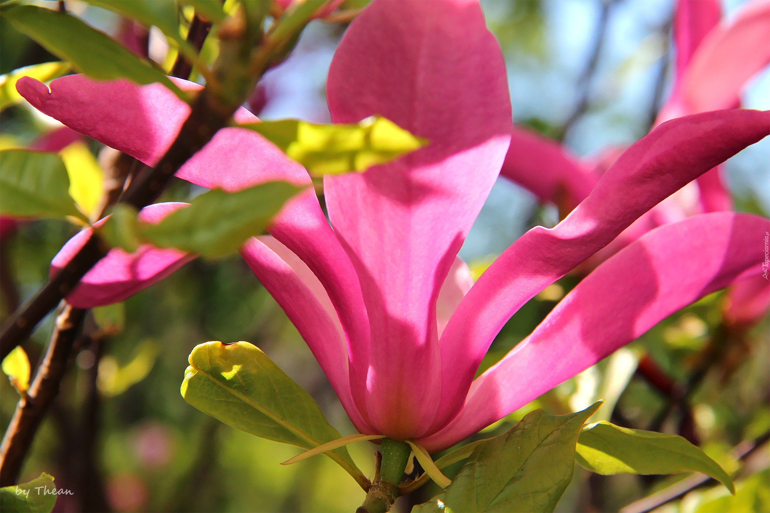 Różowa, Magnolia