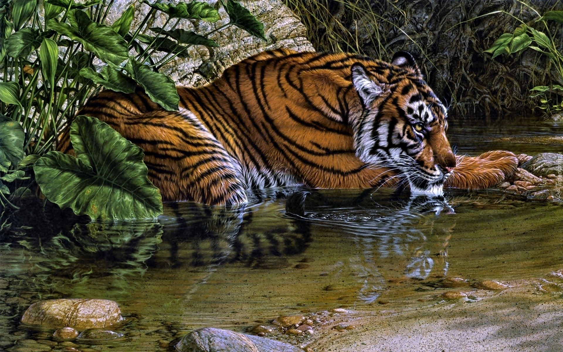 Tygrys, Woda, Odpoczynek