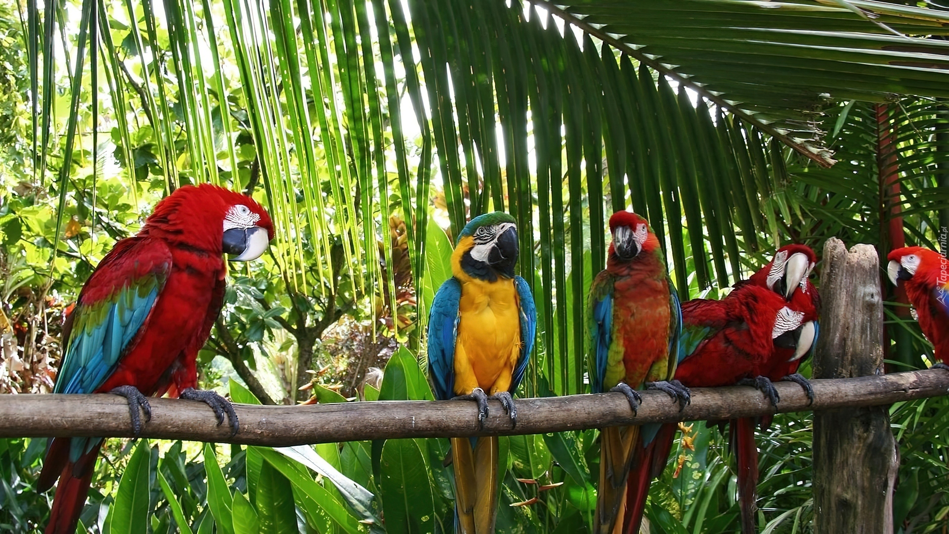 papugi-ary