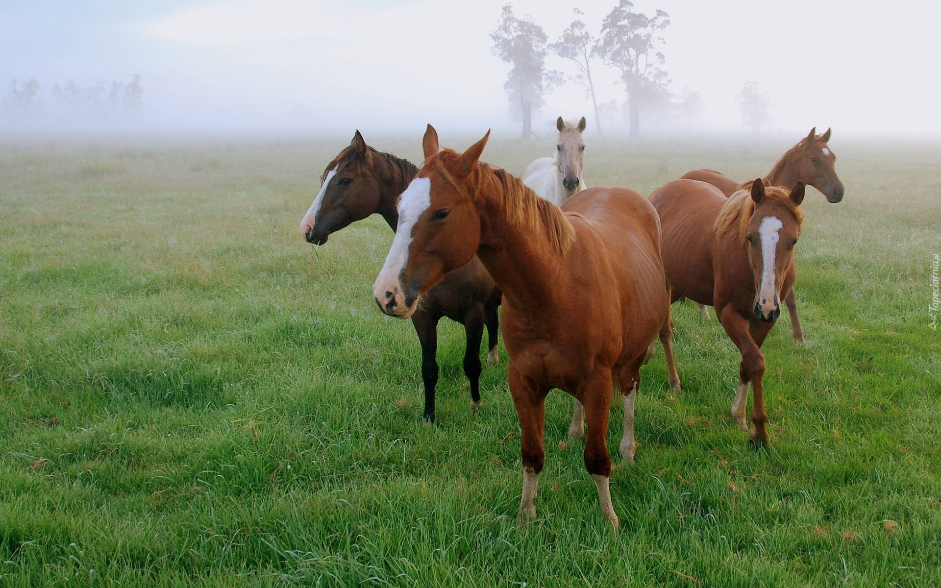 Konie, Pastwisko, Mgła