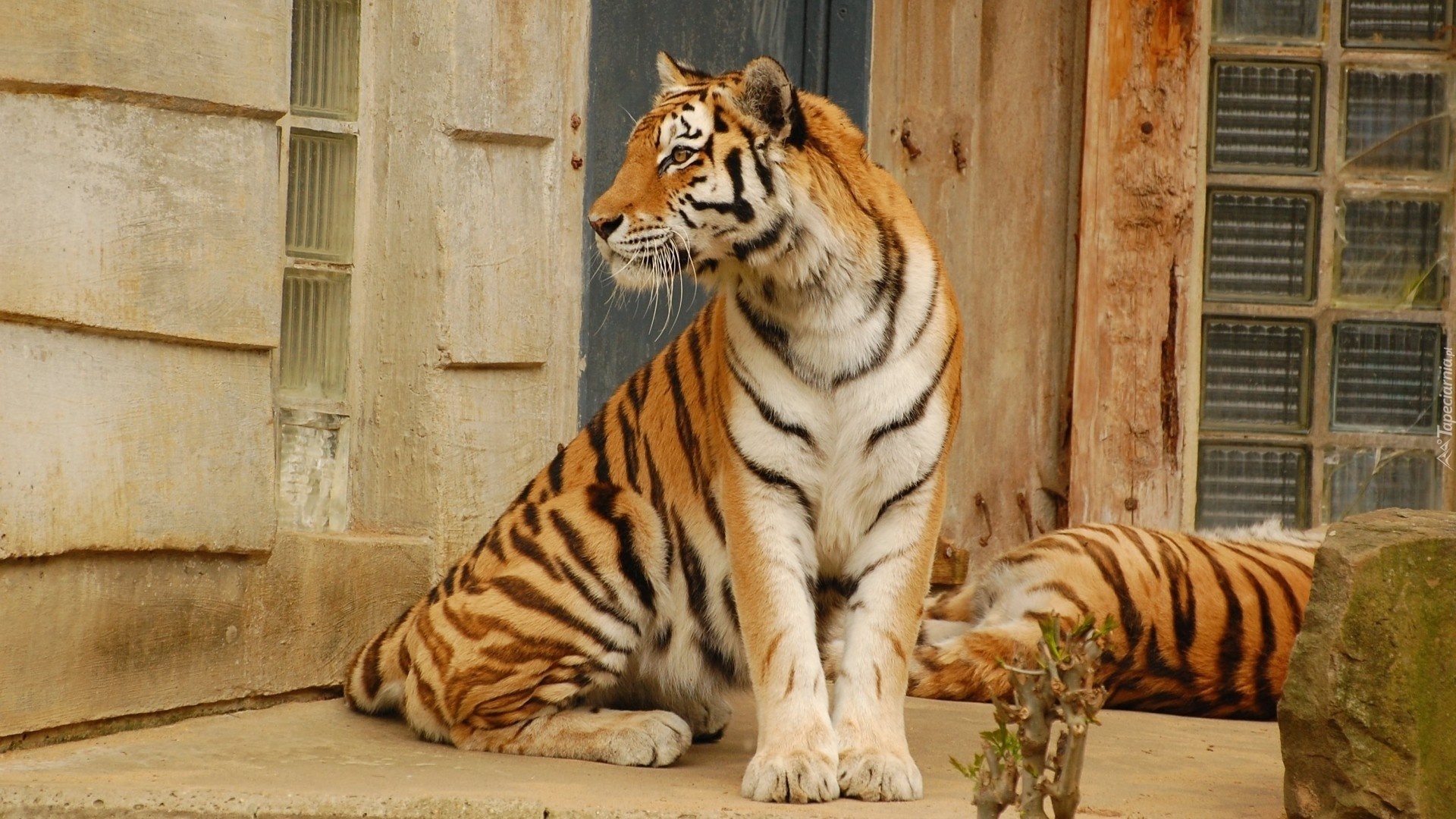 Zapatrzony, Tygrys, Bengalski