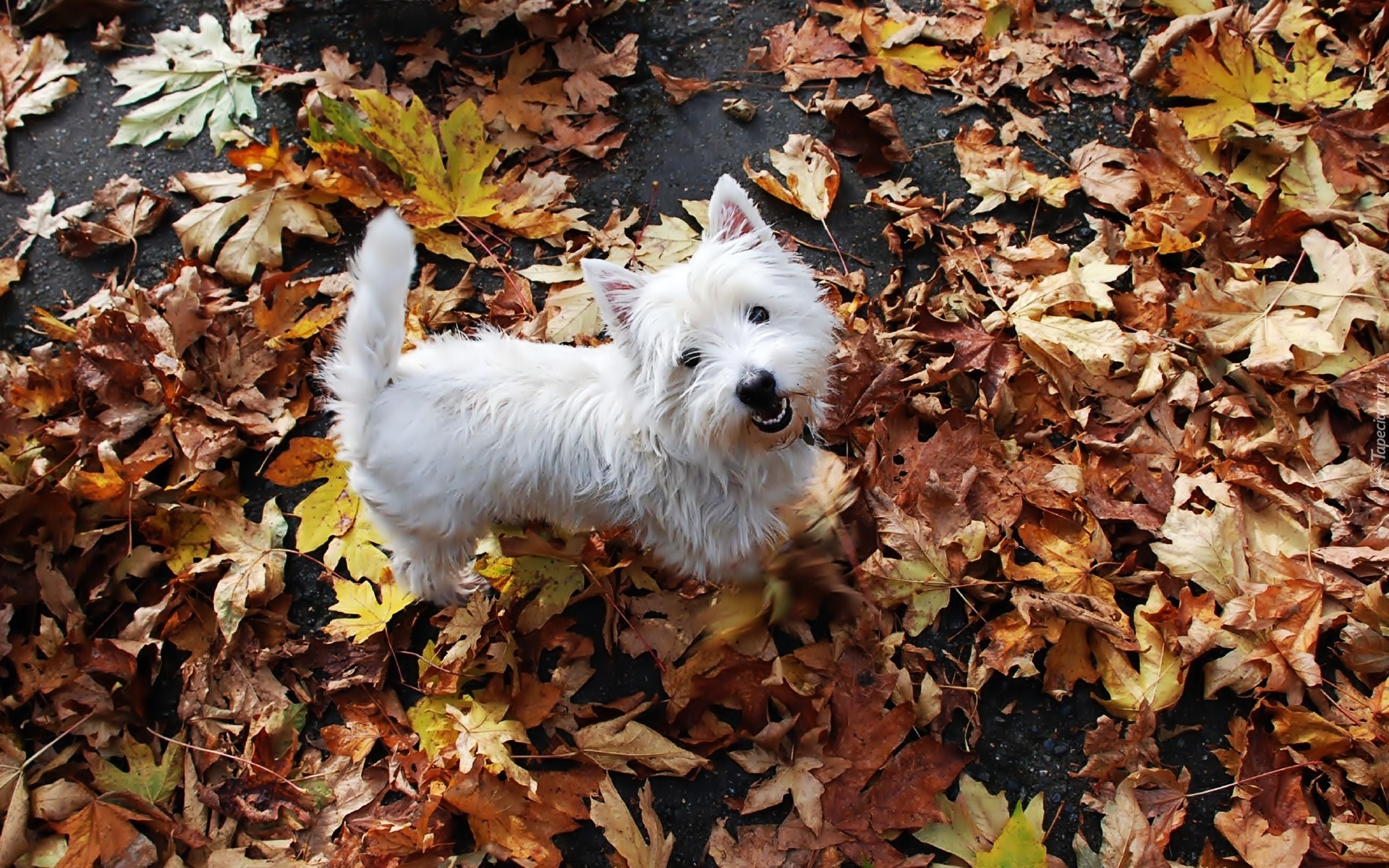 Biały, Piesek, West Highland White Terrier