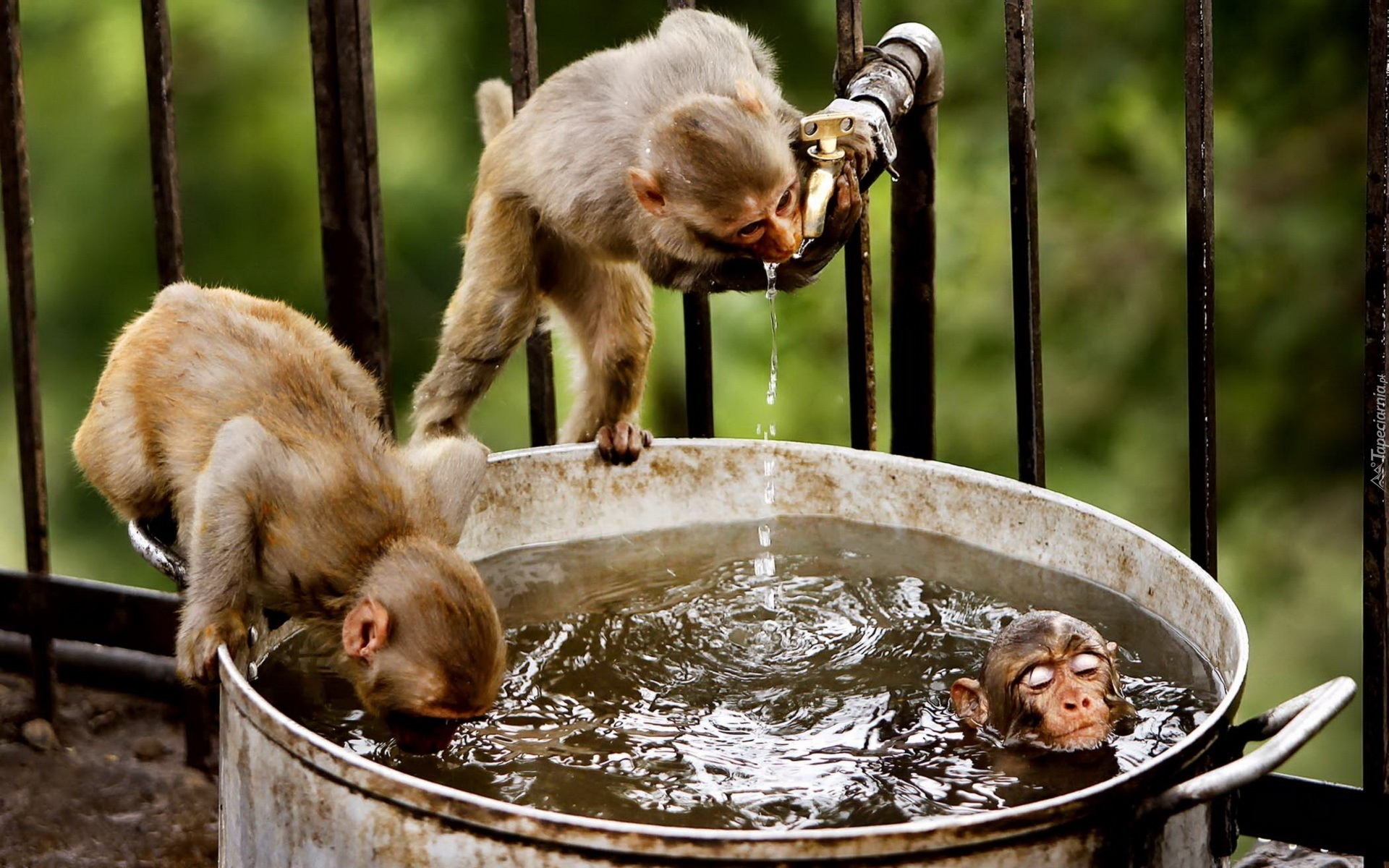 Małpy, Woda, Kąpiel