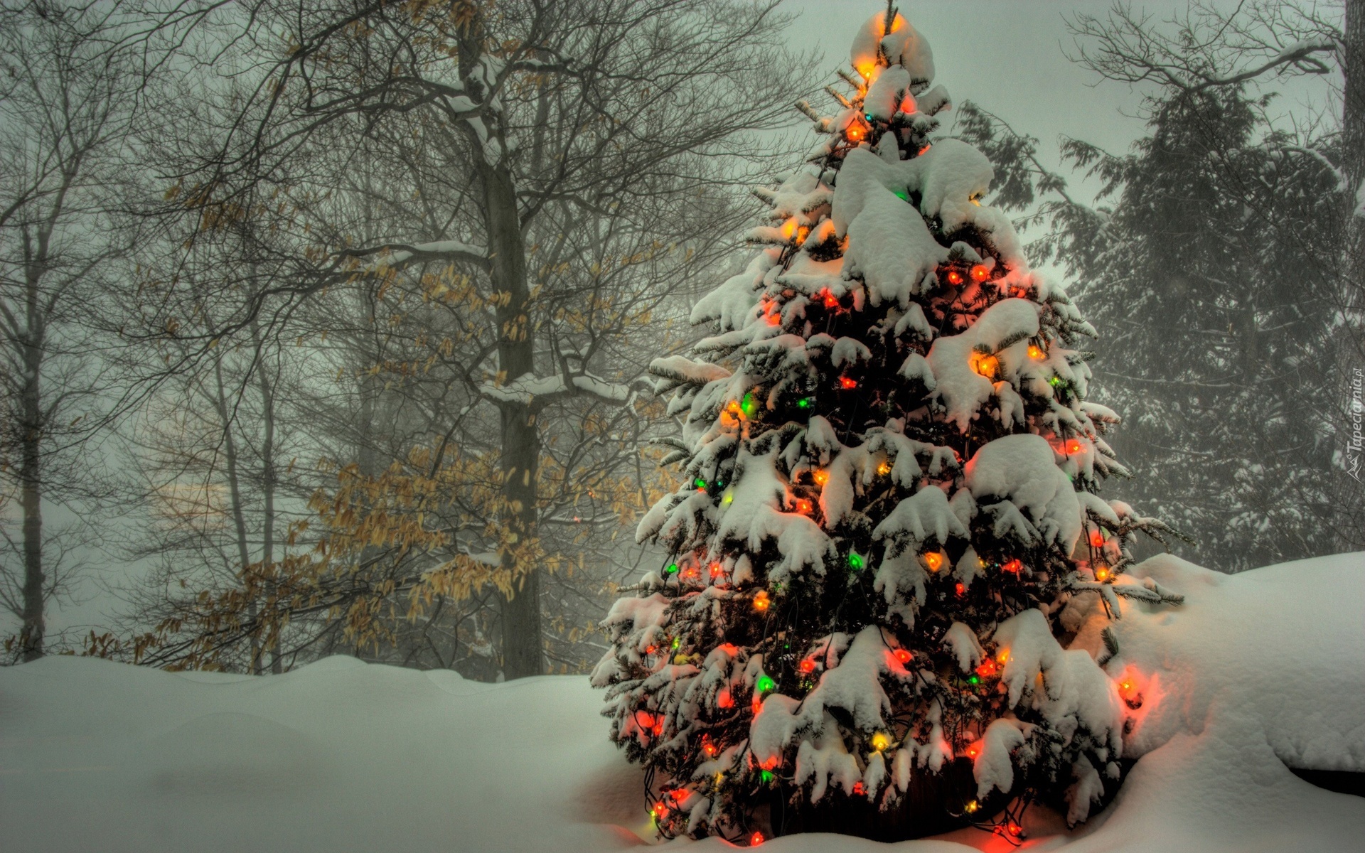 Drzewa, Śnieg, Oświetlona, Choinka
