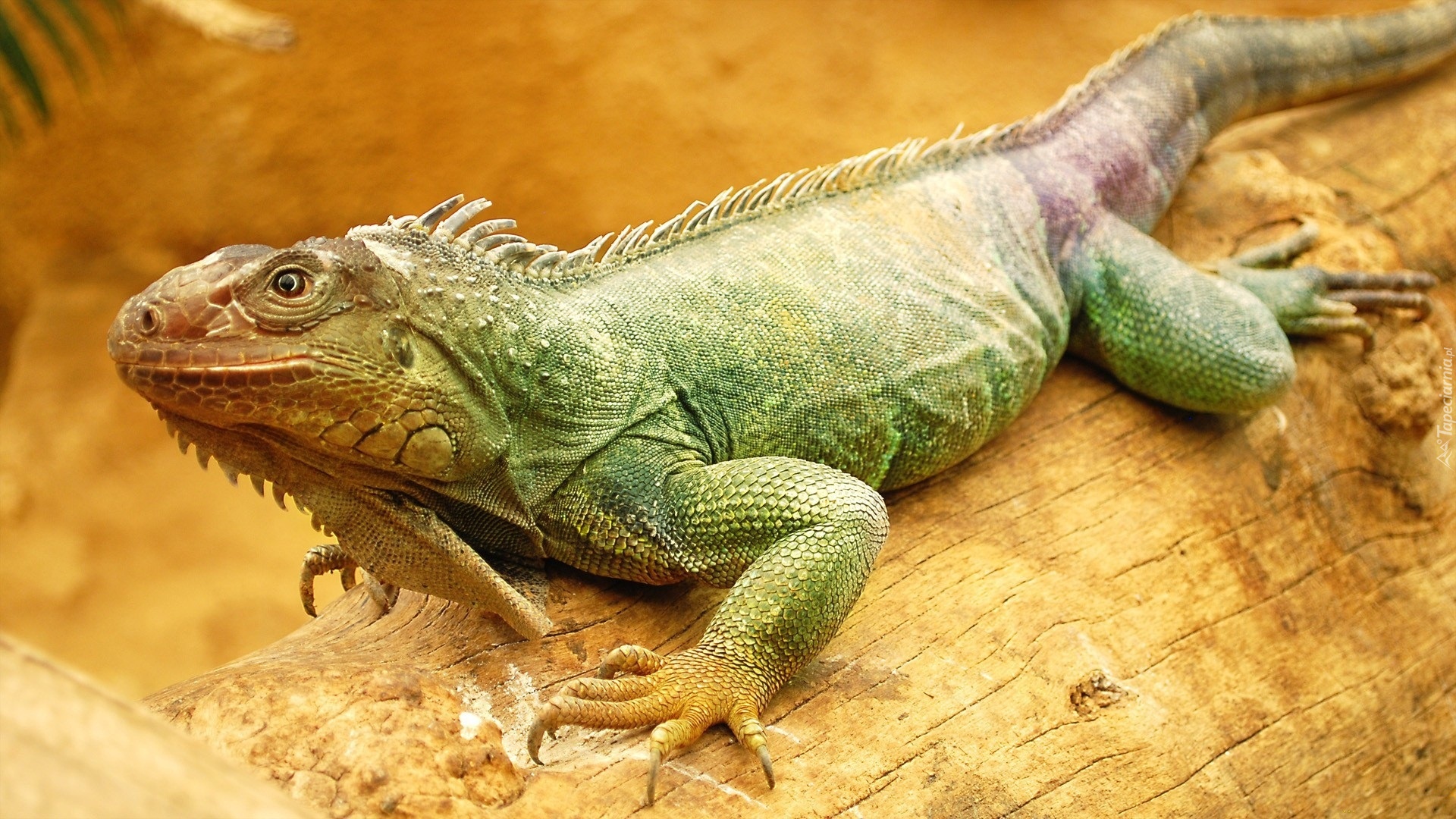 Kolorowa, Iguana
