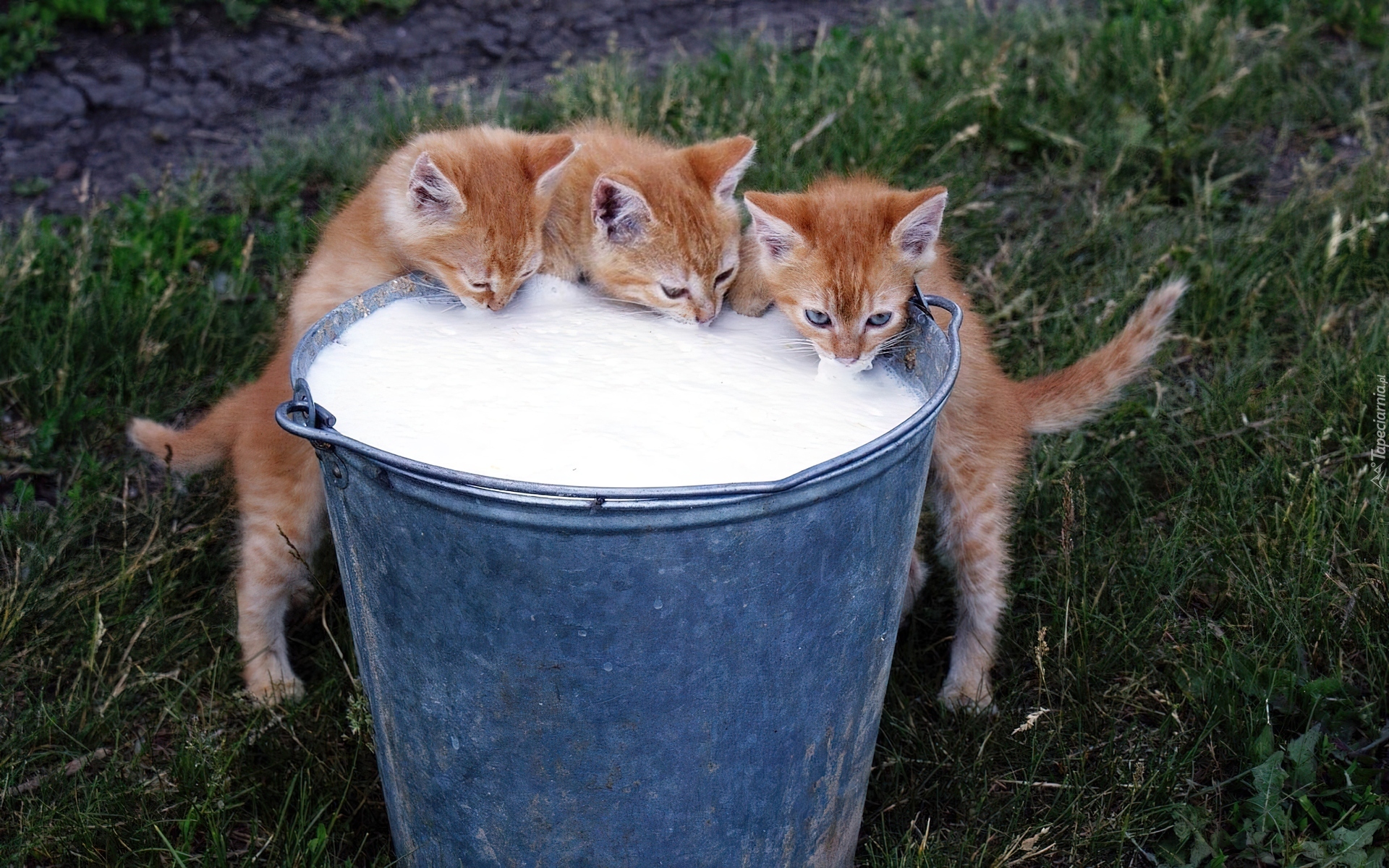 Trzy, Kotki, Wiadro, Mleko