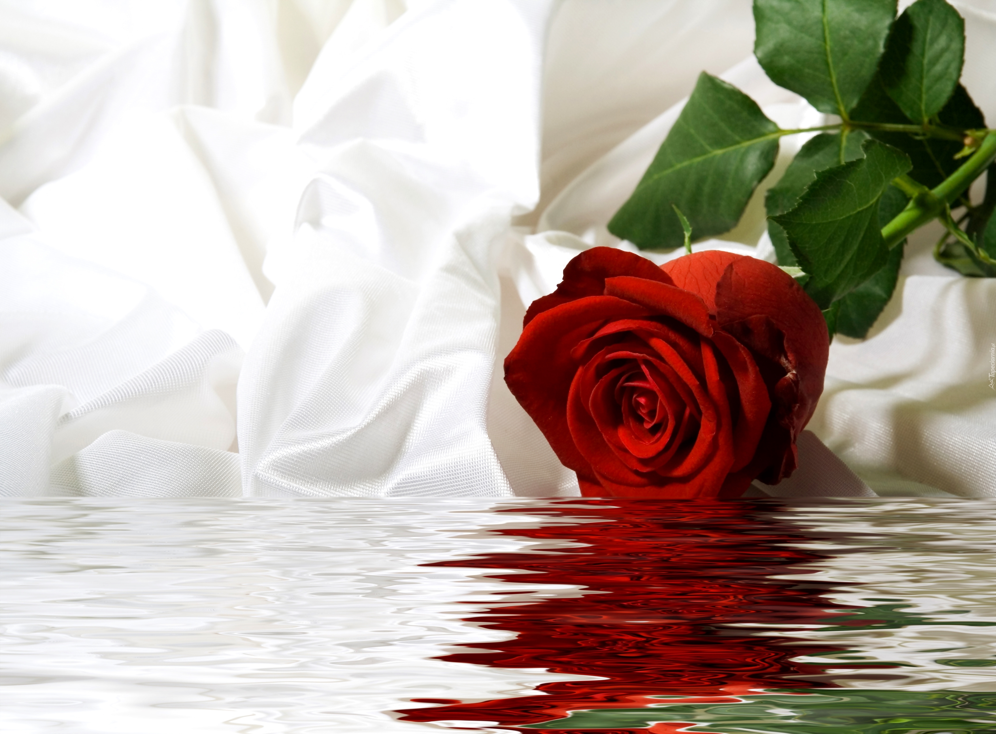 Woda, Tkanina, Róża