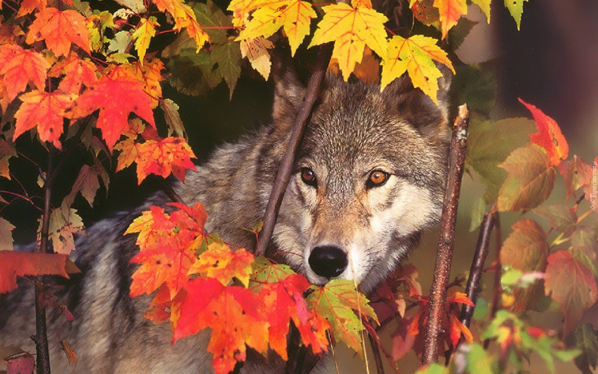Wilk, Jesień, Liście