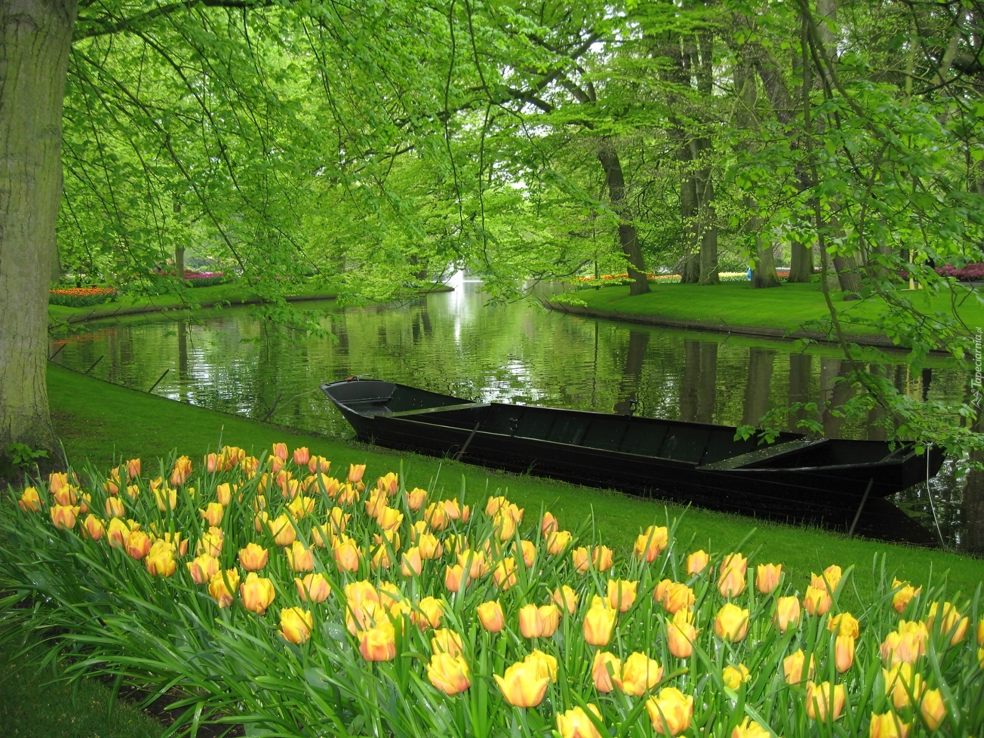 Park, Rzeka, Tulipany